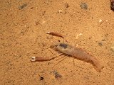 00396-2322 Prawn in Kenyalang Cave - Photo by Garry K Smith